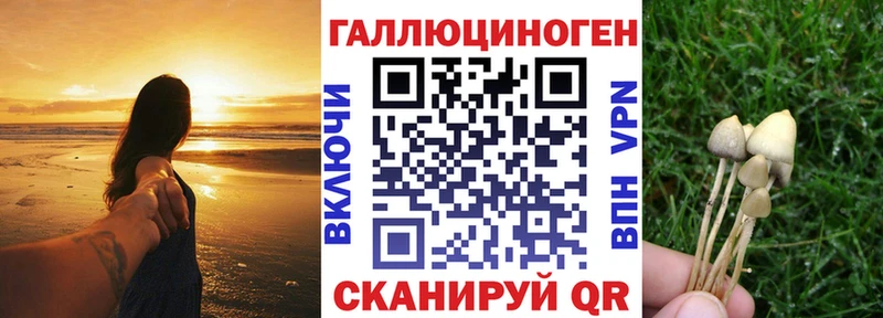 купить закладку  Каргополь  mega   Псилоцибиновые грибы Psilocybe 